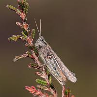 Common Field Grasshopper 2 